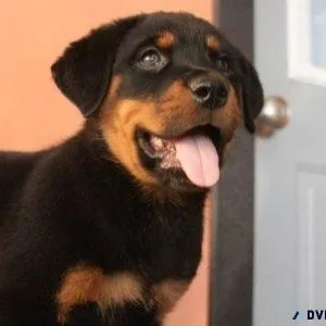 colossal German rottweiler puppies for good homes