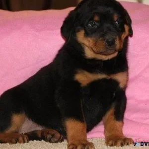 cool German rottweiler puppies for good homes