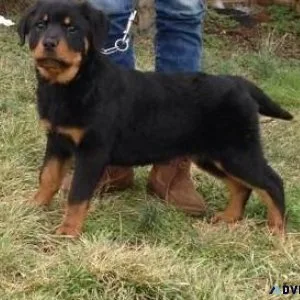 coordinated German rottweiler puppies for good homes