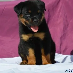 beautiful German rottweiler puppies for good homes