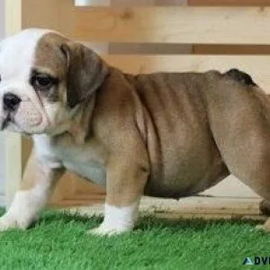 English Bulldog puppies available