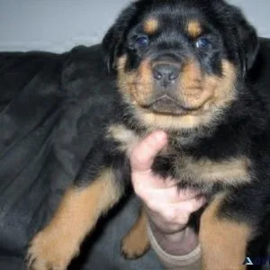 complex German rottweiler puppies for good homes
