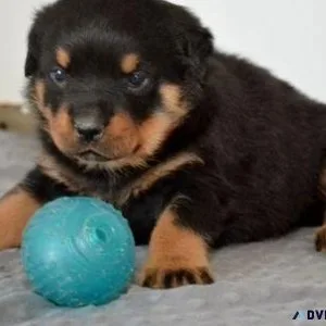 concrete German rottweiler puppies for good homes