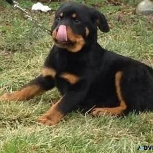 buzzing German rottweiler puppies for good homes