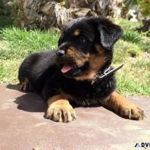 sweet coarse German rottweiler puppies for good homes