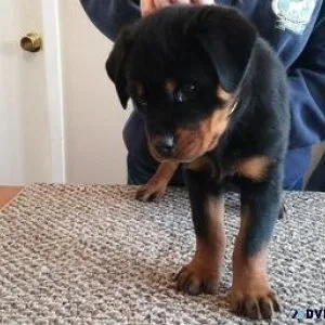 curvy German rottweiler puppies for good homes