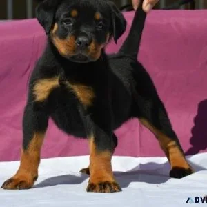 cylindrical German rottweiler puppies for good homes