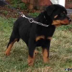 sweet clumsy German rottweiler puppies for good homes