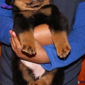 acceptable German rottweiler puppies for good homes