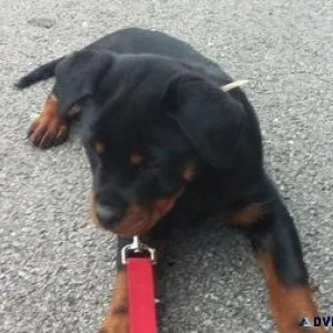 conscious German rottweiler puppies for good homes