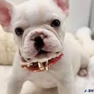 French Bulldog Puppies Ready to go
