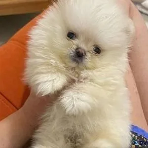 mini Pomeranian doggs