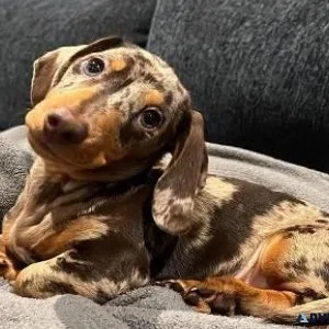 Little dachshund puppies