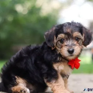 Adorable Yorkie Poo puppies
