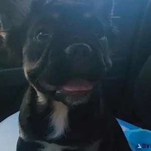 AKC fluffy French bulldog female puppy