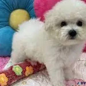 BICHON PUPS 4 SALE