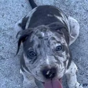 Beautiful American Bully Puppies need new home