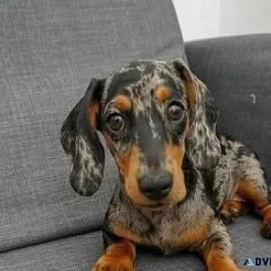 miniature tan dachshund rehomed