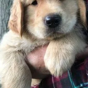 Purebred Golden Retriever Puppies