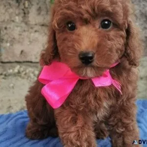 How much does a Poodle puppy cost in Mumbai