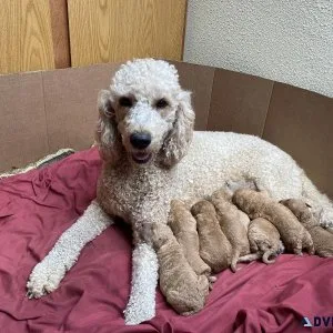 Goldendoodle puppies
