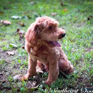 Merle Goldendoodle For Sale