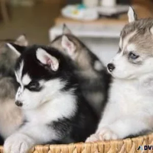 Purebred Husky Puppies with CKC Papers