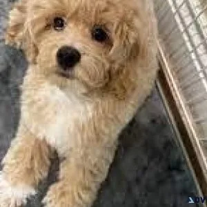 Tiny cockapoo puppies