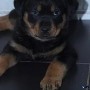 Healthy Rottweiler.