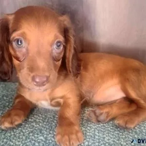 Minnie Dachshund female