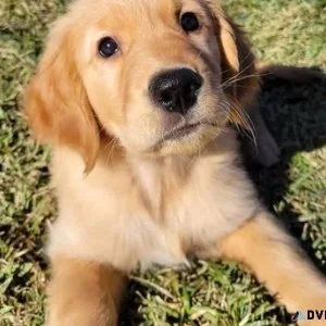 Lovely Golden retriever puppy