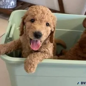 Rehoming Golden Doodle Puppies