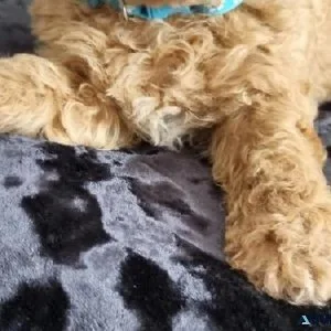 TWO LITTLE FEMALE TOY POODLES