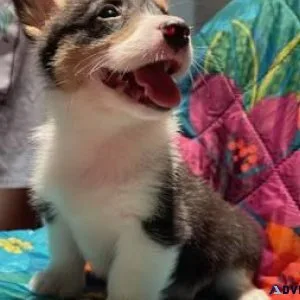 Beautiful Corgis