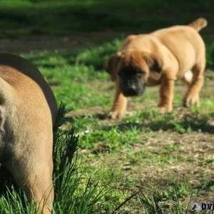 Well socialized South African Boerboel puppies