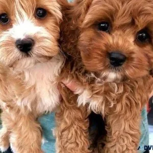 Adorable Toy Poodle puppies available