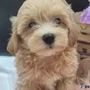 Adorable Maltipoo puppies