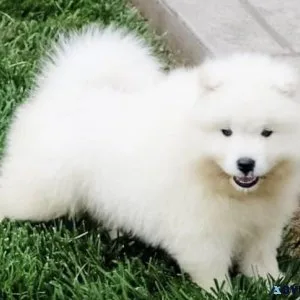 AKC Samoyed puppies available.