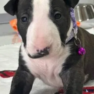 Bullterrier puppies