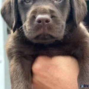 Labrador retriever