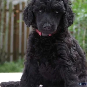 Poodle price in Mumbai
