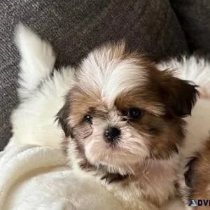 Shih Tzu Puppy Rehoming