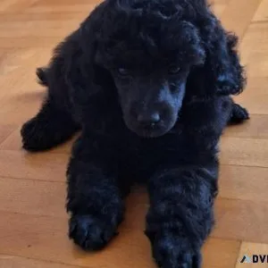 Poodle puppies are available in colors.
