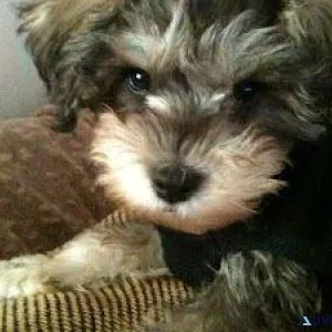 Schnoodle pups