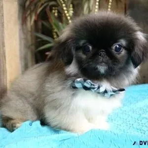 Healthy Pekingese puppies available