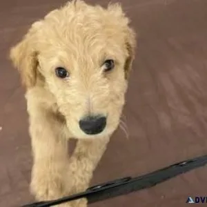 Goldendoodle Female Puppy