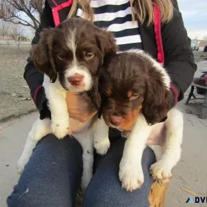 Purebred Brittany Puppies