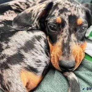 pure breed dachshund doggss