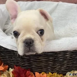 French bulldog puppies 2 left