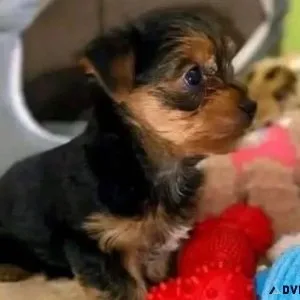 Sweet Yorkie female puppies